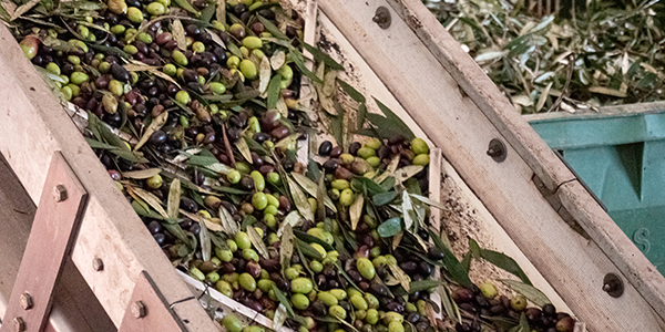 Uliveti in provincia di Lecce con cultivar Frantoio