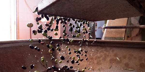 Bottiglie di olio extravergine Made in Italy pronte alla vendita