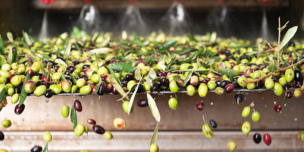 Degustazioni di olio extravergine a Nardò e Copertino
