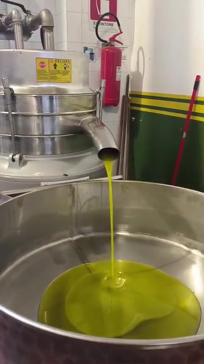 L’olio appena estratto all’uscita dell’impianto Ciccarese