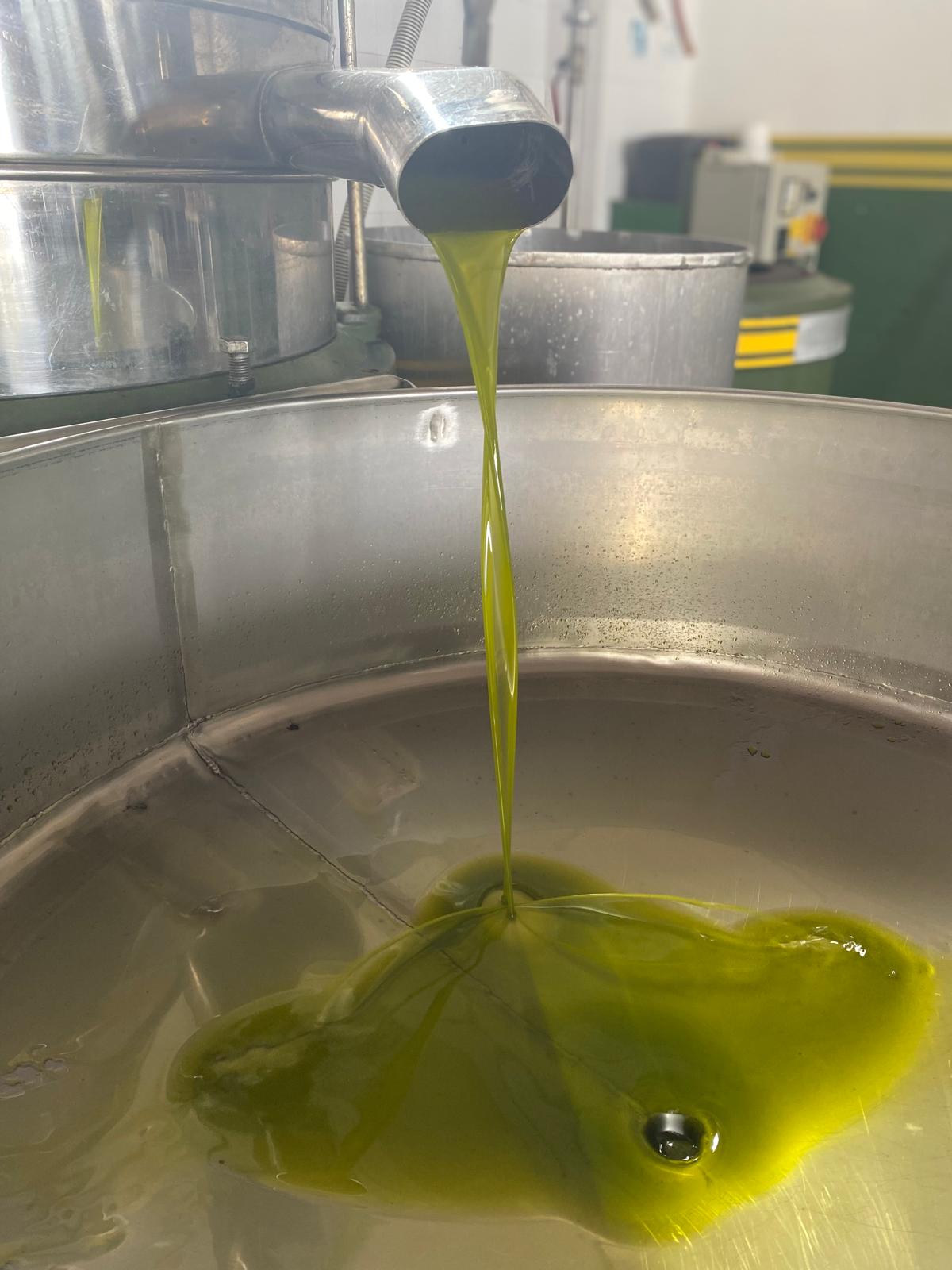 Raccolta olive nelle campagne salentine